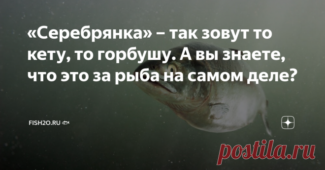 «Серебрянка» – так зовут то кету, то горбушу. А вы знаете, что это за рыба на самом деле? Кто-то путает сёмгу с форелью, а кто-то кету с горбушей. Но ведь есть ещё и серебрянка! Причём так кличут то кету, то горбушу. Запутались? Сейчас объясним, за что лососёвых так зовут и кто же такая настоящая серебрянка. Кета или горбуша: кто из них серебрянка? Довольно часто в повседневной речи звучат выражения «кета-серебрянка» и «горбуша-серебрянка». Что это значит? Первое, что прих...