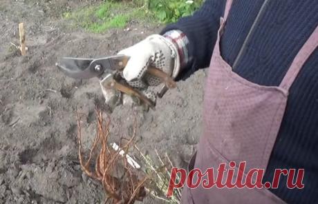 Сажаем крыжовник осенью. Подробная инструкция | Огородные подсказки Пульс Mail.ru Сегодня расскажем о том, как сажать крыжовник осенью. Это время подходит как для высадки новых саженцев, так и для плановой замены тех кустов, которые растут на одном месте уже больше 8-10 лет.