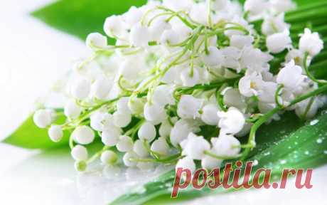 preview Earth Flower Wallpaper Wallpaper Download