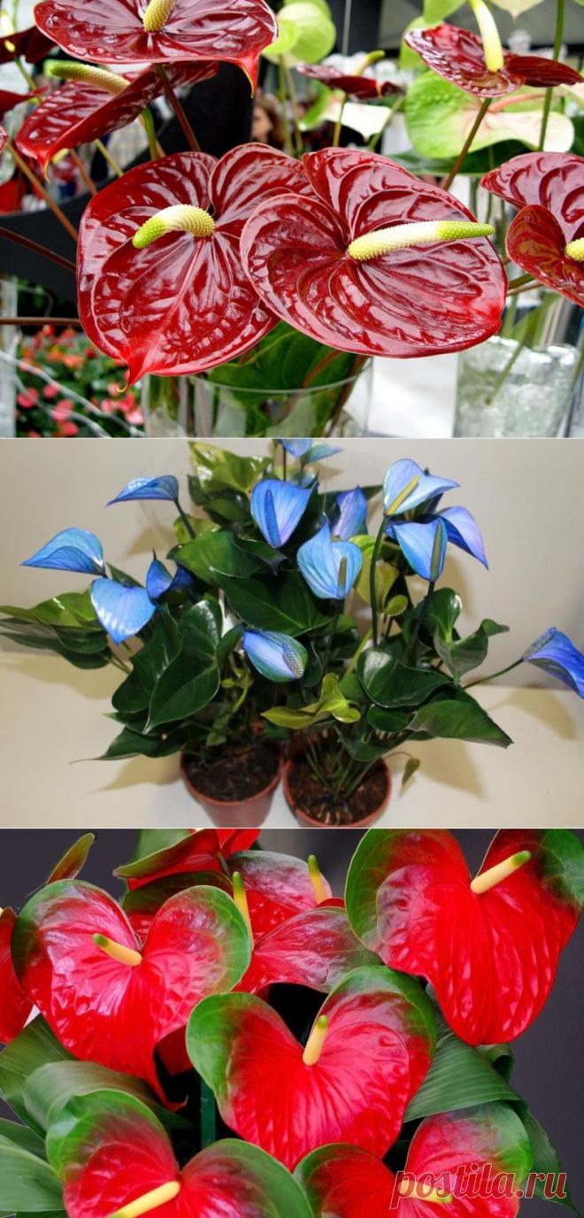 Антуриум: уход, размножение, популярные сорта | ВСЁ ДЛЯ ДОМА
