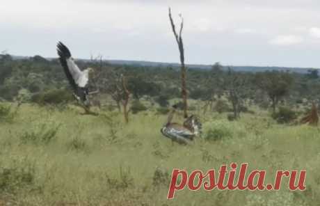 Как птица-секретарь досаждала африканской дрофе В парке Крюгера туристы вновь увидели запоминающуюся сцену сражения — в этот раз между представителями орнитофауны.Эшли Деннисон (Ashlea Dennison),