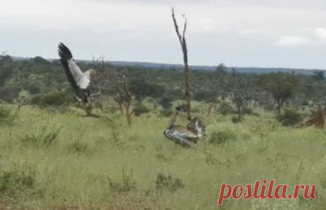 Как птица-секретарь досаждала африканской дрофе В парке Крюгера туристы вновь увидели запоминающуюся сцену сражения — в этот раз между представителями орнитофауны.Эшли Деннисон (Ashlea Dennison),
