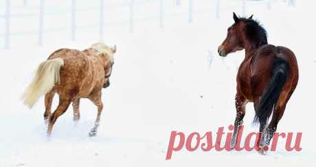 Horses ♥ – Сообщество – Google+