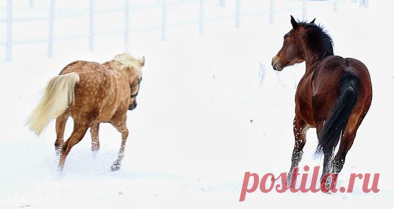 Horses ♥ – Сообщество – Google+