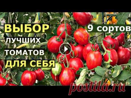 Результаты испытания 9 сортов помидоров Описание сортов томатов: Темная галактика, Пасхальное яйцо, Казанова, Золотая канарейка, Вишневидный росе, Монгольский карлик, Кечкемет, Тасманский шо...
