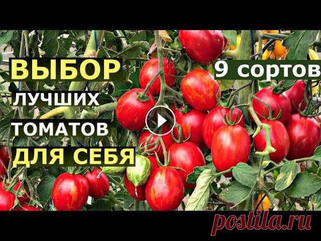 Результаты испытания 9 сортов помидоров Описание сортов томатов: Темная галактика, Пасхальное яйцо, Казанова, Золотая канарейка, Вишневидный росе, Монгольский карлик, Кечкемет, Тасманский шо...