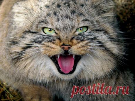 National Geographic Россия — «Степной отшельник» на Яндекс.Фотках