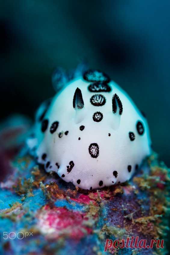 tumblr_o1m9kw6k3z1r2rgtao1_r1_640.jpg (Изображение JPEG, 565 × 846 пикселов)