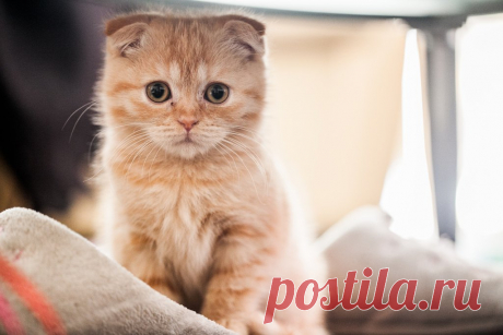 Шотландская вислоухая кошка (Скоттиш фолд) – фото, описание, характер, цена
