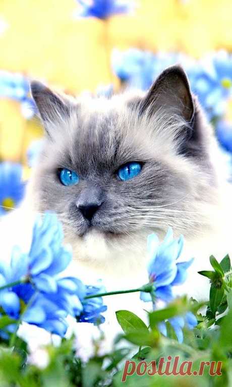 кот...