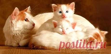 Как кормить котенка? Кормление котят - Мурлыки.ру