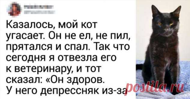 20+ человек, которые завели кота и теперь мечтают хотя бы о минуте покоя . Милая Я