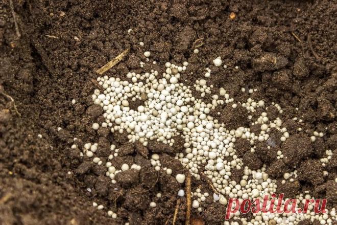 Монофосфат калия применяется для подкормки всех видов растений