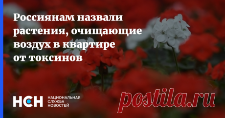 Растения, очищающие воздух в квартире от токсинов-ГЕРАНЬ И ХЛОРОФИТУМ-так как они помогают очищать воздух от токсинов