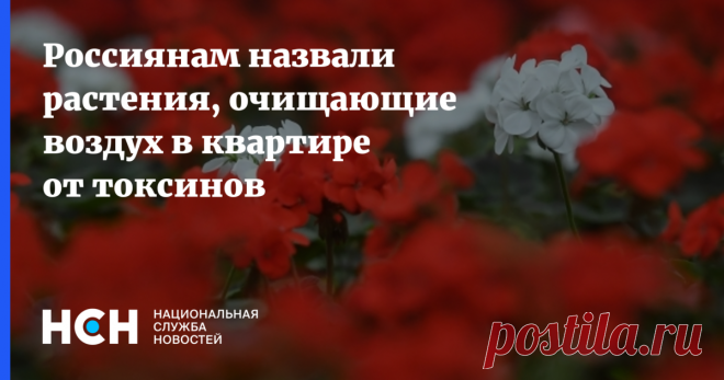 Растения, очищающие воздух в квартире от токсинов-ГЕРАНЬ И ХЛОРОФИТУМ-так как они помогают очищать воздух от токсинов