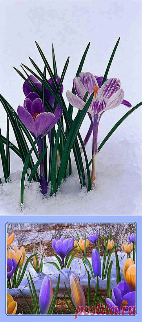 Крокусы - нежное весеннее чудо....