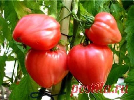 (61) Одноклассники