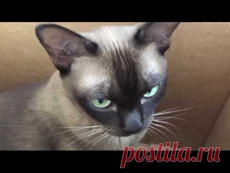 #Бурманская #кошка - описание породы бурма - YouTube