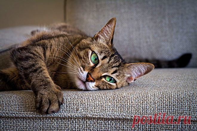 6 кошачьих привычек, которым зря потакают многие хозяева