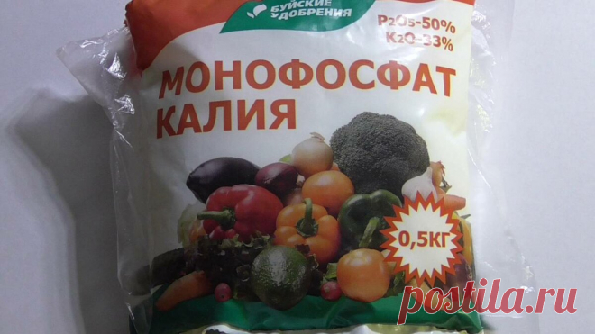 Чем подкормить герань весной, чтобы она буйно и долго цвела. 2 простых рецепта, о которых в последнее время стали забывать | ДАЧКОМ: Дачный Комиссар | Яндекс Дзен