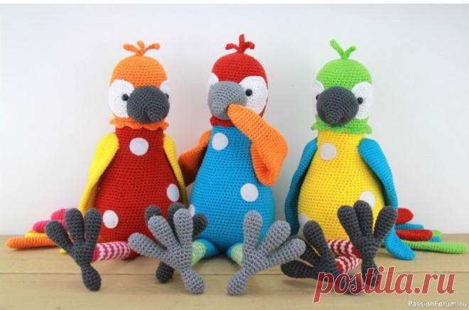 Попугай крючком. Описание