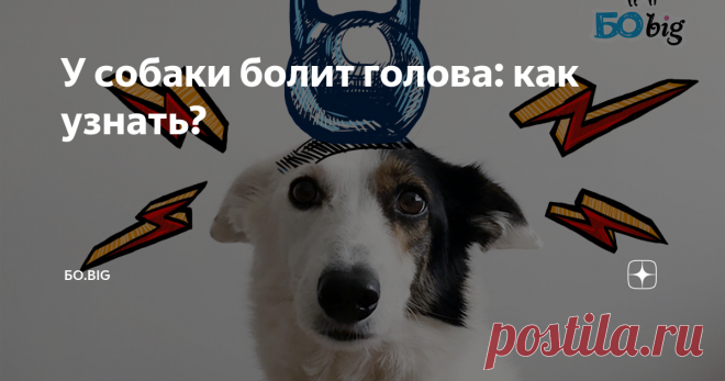 У собаки болит голова: как узнать? Статья автора «БО.big» в Дзене ✍: Боль — это такая штука, которая заметно влияет на поведение живых существ.