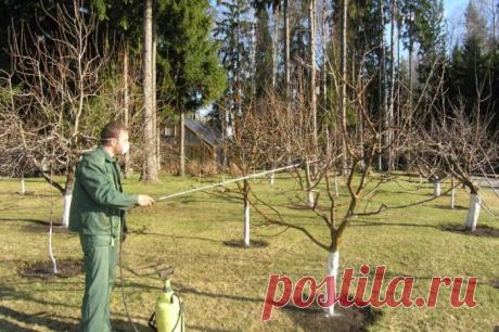 Весенняя обработка сада от болезней и вредителей
