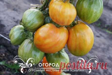 Томат Огромный фестивальный тюльпан, семена | ОГОРОД.сайт