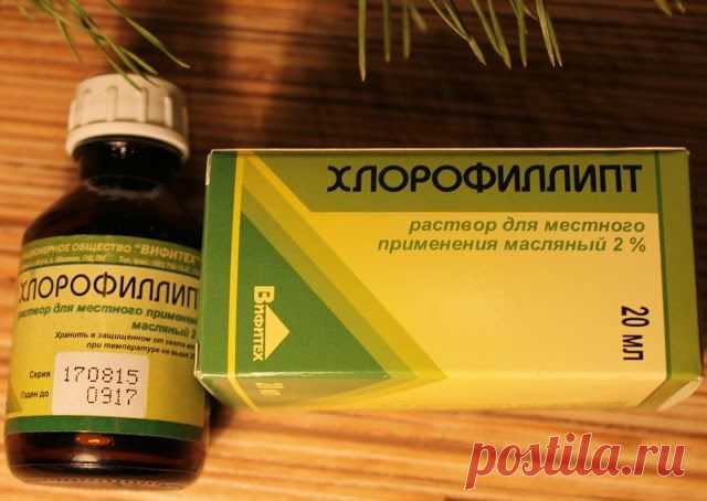 Хлорофиллипт — доступное средство от 15 болезней. Вот самые эффективные рецепты