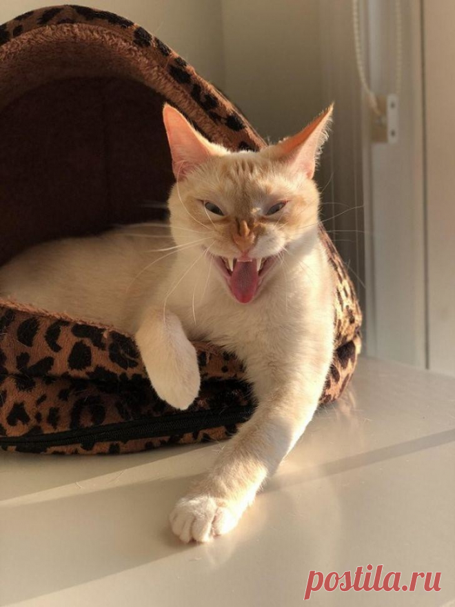 15 забавных морд, которые бы выиграли конкурс на самую