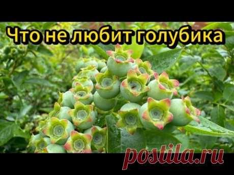 Чего не любит голубика. 5 основных ошибок при выращивании голубики.