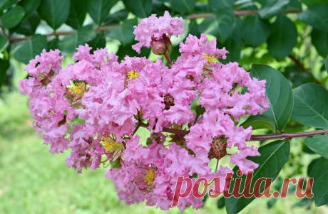 Красивые цветы и кустарники, которые украсят любой сад | САД | Яндекс Дзен