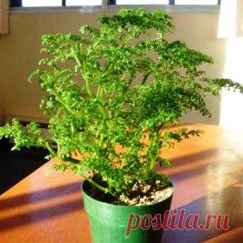 Уход за пилеей: роскошная пестрота