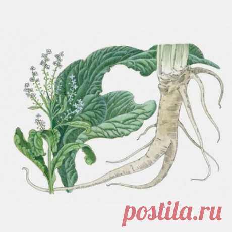 Растирка из листьев хрена при болях в спине и суставах