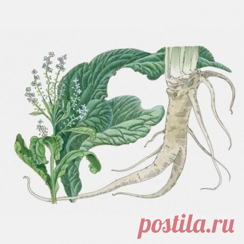 Растирка из листьев хрена при болях в спине и суставах