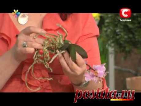 Секреты ухода за орхидеями - Все буде добре - Выпуск 148 - 14.03.2013 - YouTube