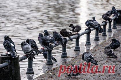 Голубиный помет оказался опасен для людей