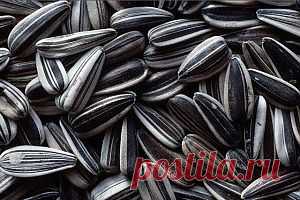 Подсолнечник культурное растение | Мой сад-огород

В России ученые-селекционеры масличных культур создали высокоурожайные, устойчивые к болезням сорта. Были выведены сорта разных групп: грызовой, масличный, межеумок. Окраска семян масличной группы преимущественно темно-серая со слабой полосатостью, черно-угольная, редко — серая с полосами; грызовой — серая с полосами, редко — белая.