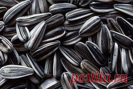 Подсолнечник культурное растение | Мой сад-огород

В России ученые-селекционеры масличных культур создали высокоурожайные, устойчивые к болезням сорта. Были выведены сорта разных групп: грызовой, масличный, межеумок. Окраска семян масличной группы преимущественно темно-серая со слабой полосатостью, черно-угольная, редко — серая с полосами; грызовой — серая с полосами, редко — белая.