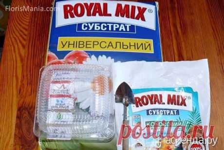 Как сеять очень мелкие : Группа Клумбы и цветники