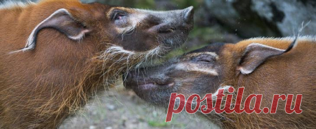 Животные большие, животные маленькие