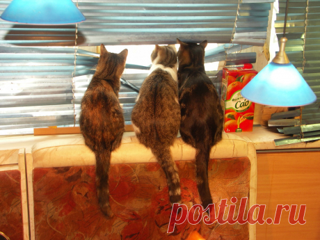 «Первый снег #животные #коты #кошки #удивление» — карточка пользователя Наталья К. в Яндекс.Коллекциях