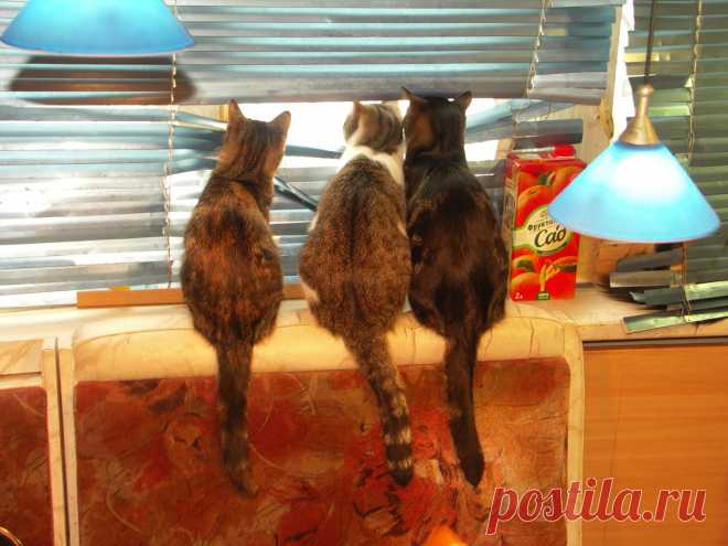 «Первый снег #животные #коты #кошки #удивление» — карточка пользователя Наталья К. в Яндекс.Коллекциях