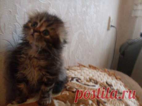 Готовятся к резервированию котята хайлнгд фолды девочки черная мраморная черепаха и голубая мраморная.