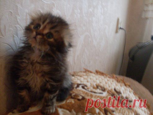 Готовятся к резервированию котята хайлнгд фолды девочки черная мраморная черепаха и голубая мраморная.