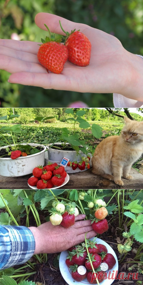 БАЛУЮ СВОЮ КЛУБНИКУ ЯДЕРНОЙ СМЕСЬЮ ОТ ВРЕДИТЕЛЕЙ И БОЛЕЗНЕЙ – БУДЬ В ТЕМЕ