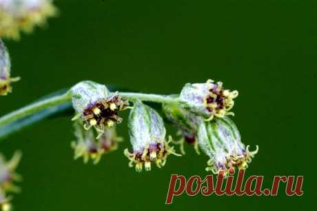 Полынь лимонная: выращивание, посадка, уход