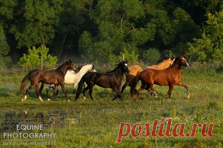 Equine Photography - Karolina Wengerek Sunrise and Sunset in SK Apasjonata