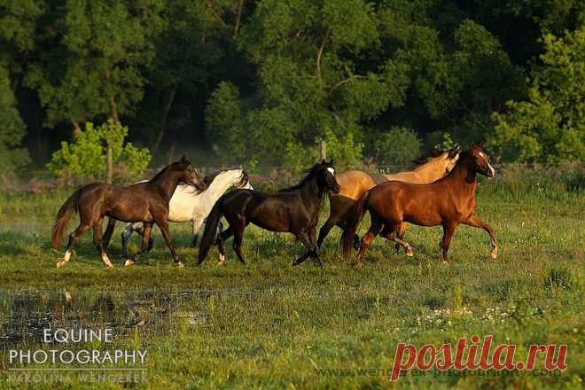 Equine Photography - Karolina Wengerek Sunrise and Sunset in SK Apasjonata