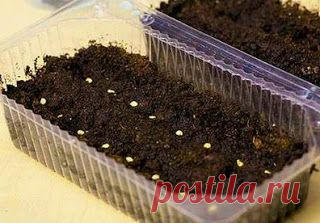 Как вырастить помидоры черри у себя дома | Сделай Сам!